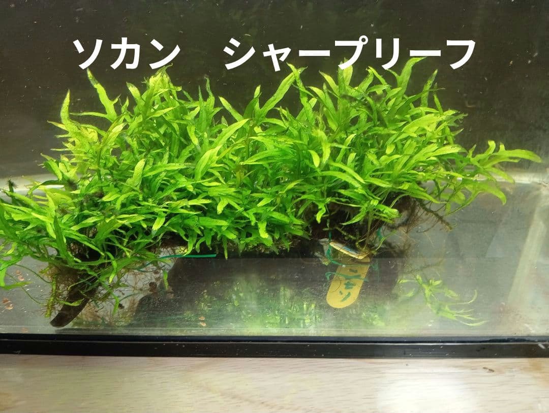 ミクロソリウムsp,ソカン　シャープリーフ流木活着