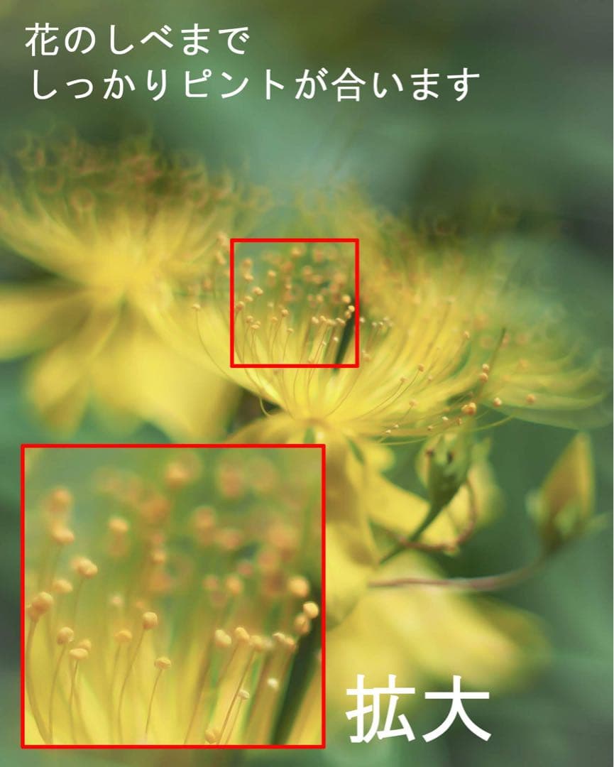 宝石レンズ Super Takumar 後期型　55mm f1.8 m