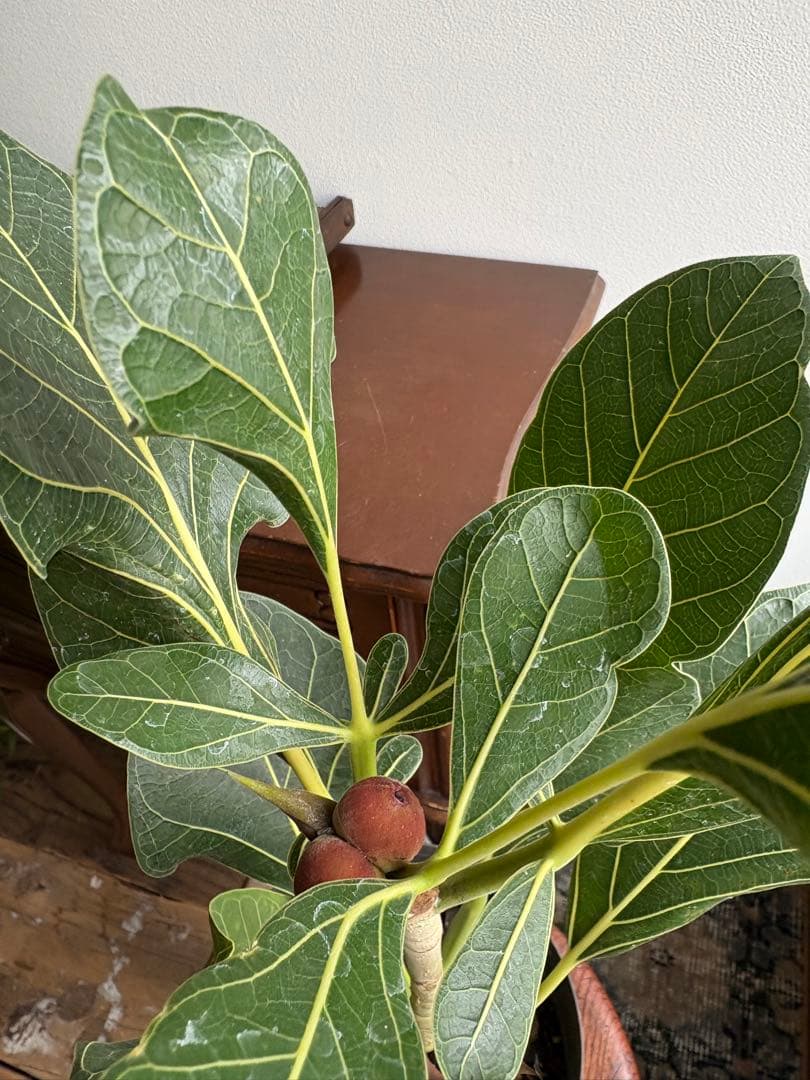 フィカス　クリシュナ　5号　②