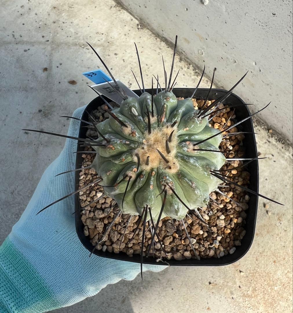 コピアポア　デアルバータ　黒士冠