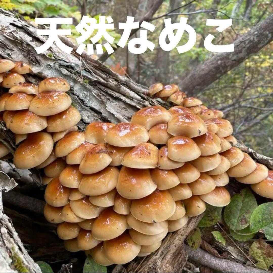 天然なめこ 新鮮 山形県産 きのこ 大自然の凛さん採取 その130