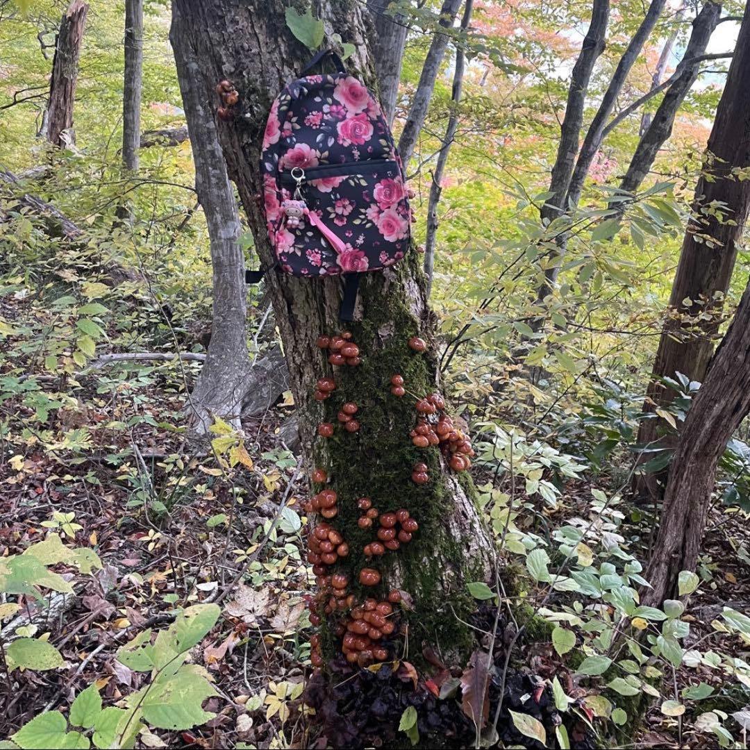 天然なめこ 新鮮 山形県産 きのこ 大自然の凛さん採取 その130