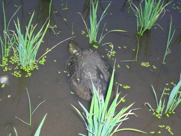 R７ひろしまの米★い～ね！★ミルキークイーン10kg（精米後9㎏）