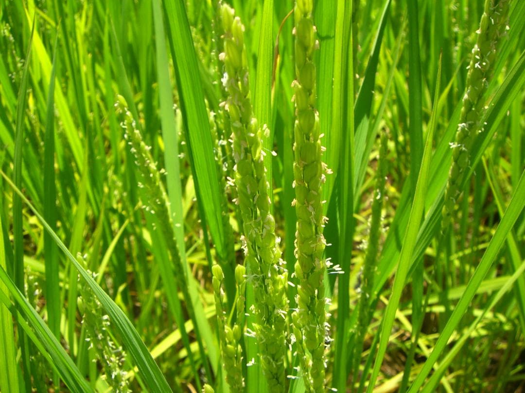 R７ひろしまの米★い～ね！★ミルキークイーン10kg（精米後9㎏）