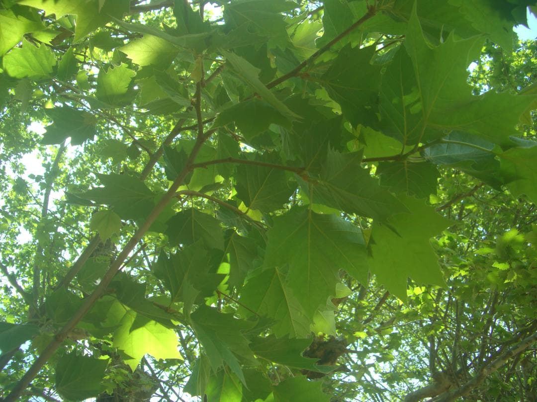 デジタルカメラ CASIO EXILIM EX-Z1000