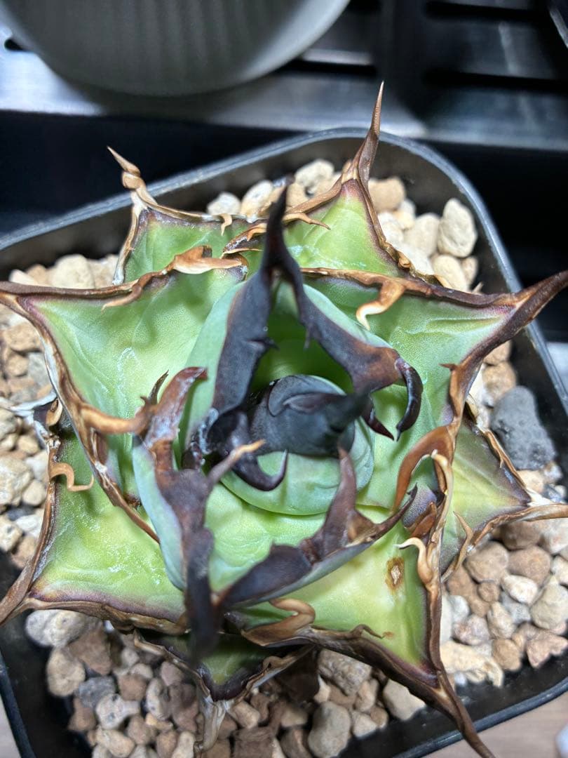 アガベ nosukepapayu