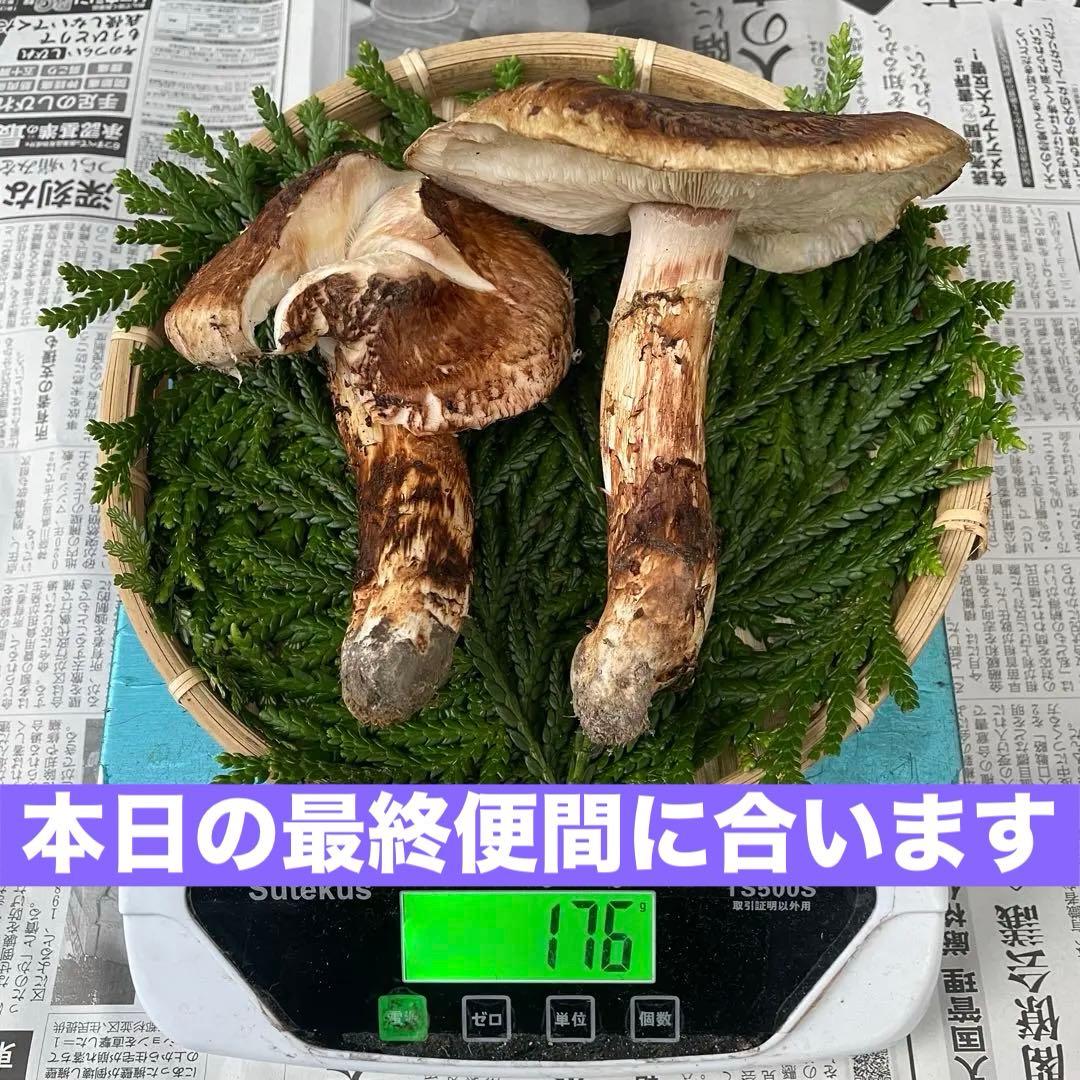 天然松茸 国産 森の凛さん採取 その214