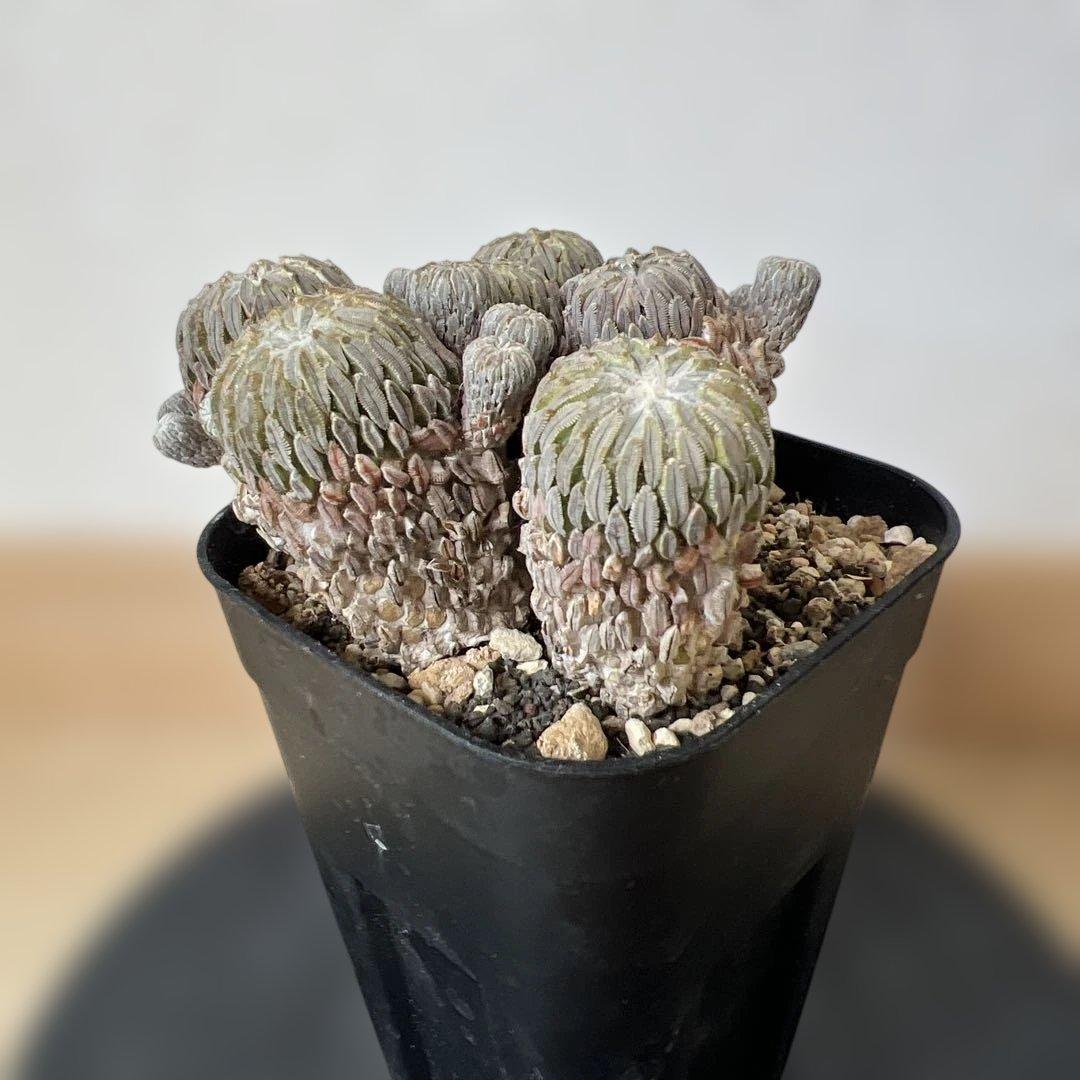 サボテン 精巧丸 群生