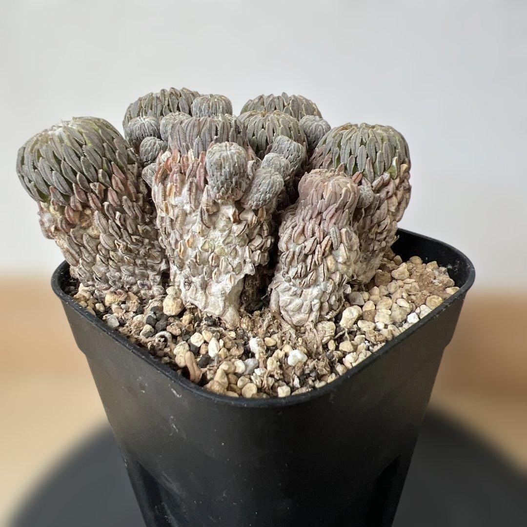 サボテン 精巧丸 群生