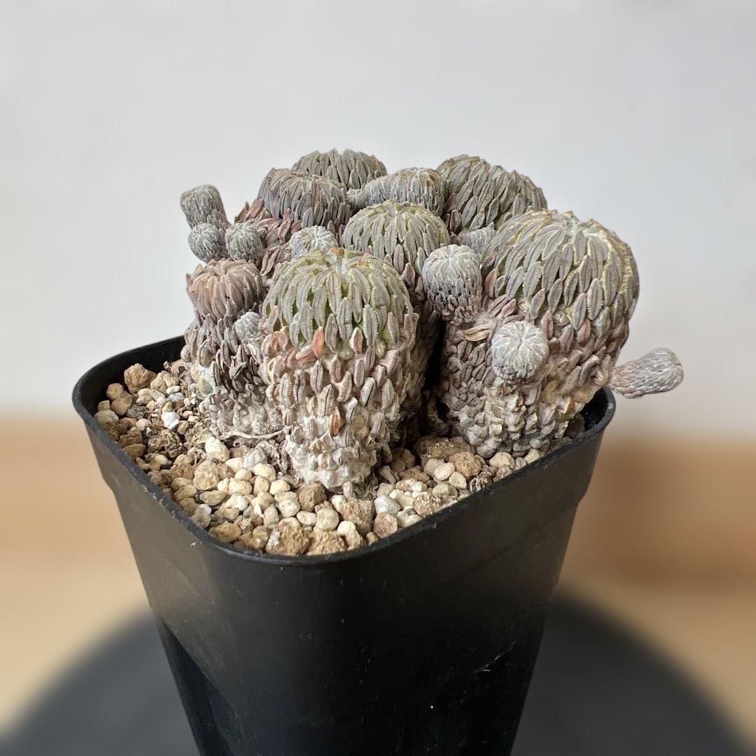 サボテン 精巧丸 群生