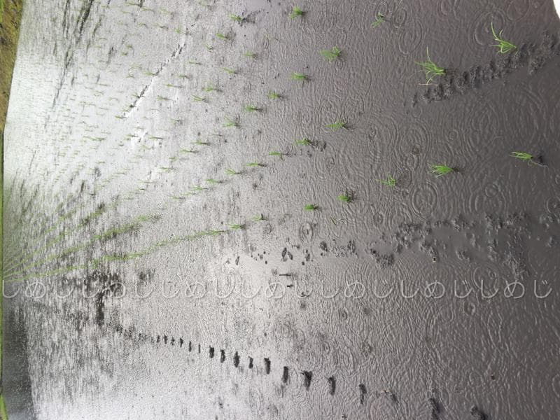 魚沼産コシヒカリ　令和7年産　白米　10キロ　米農家直送①