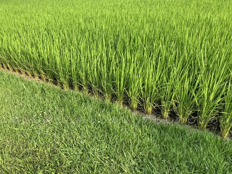 魚沼産コシヒカリ　令和7年産　白米　10キロ　米農家直送①