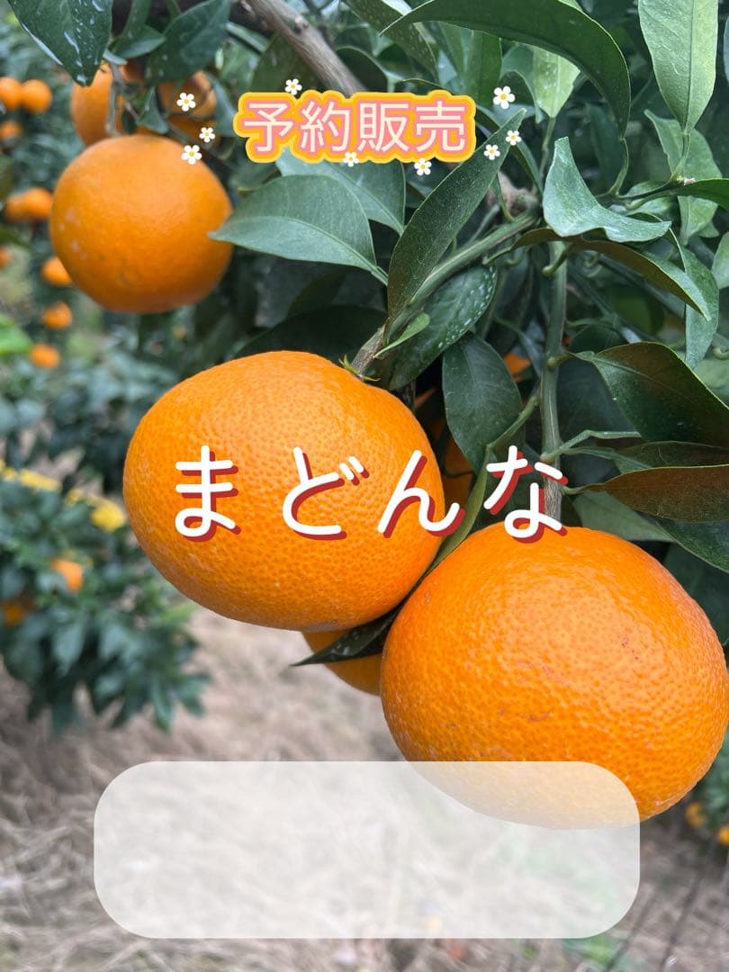 Lisaさま専用　愛媛県産まどんな