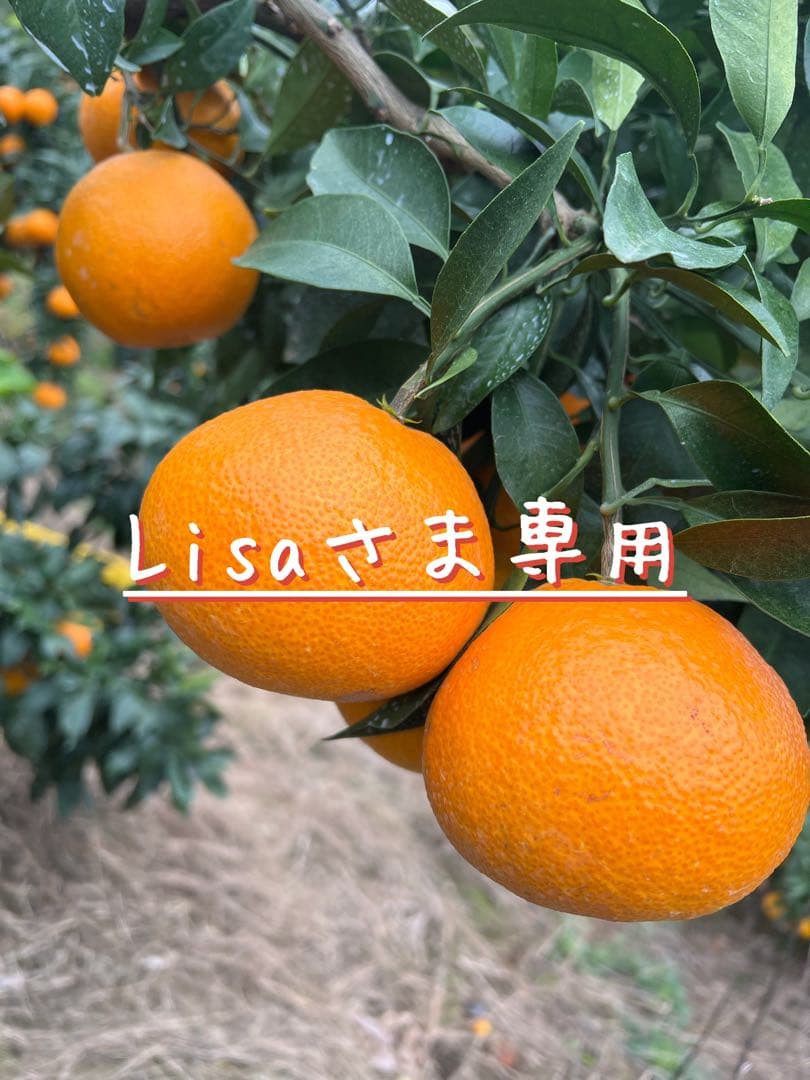 Lisaさま専用　愛媛県産まどんな