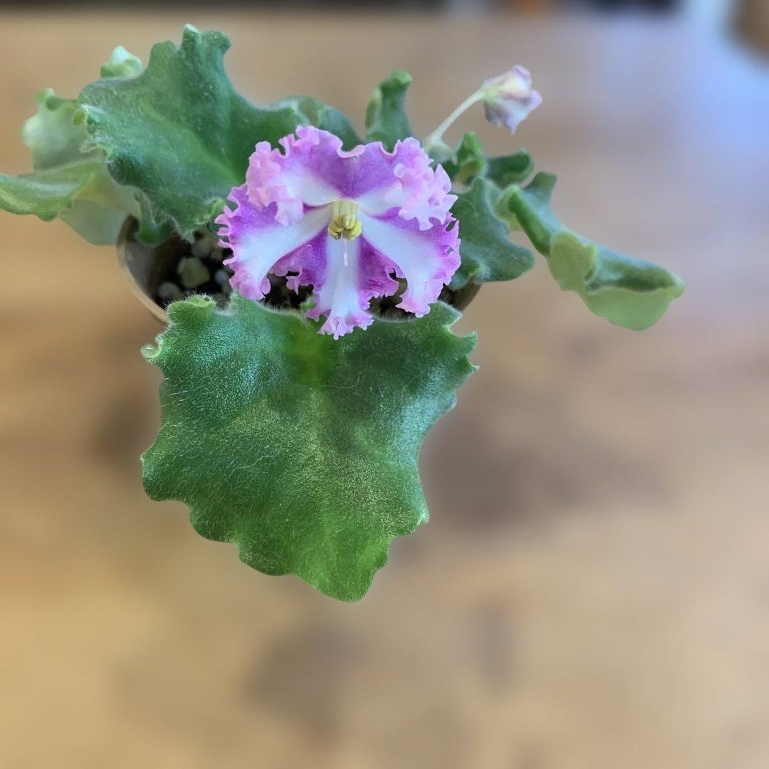 セントポーリア　Zaca's ette 開花株 縞花　希少品種