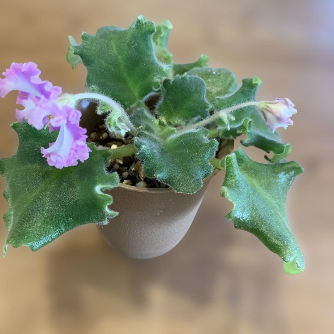 セントポーリア　Zaca's ette 開花株 縞花　希少品種