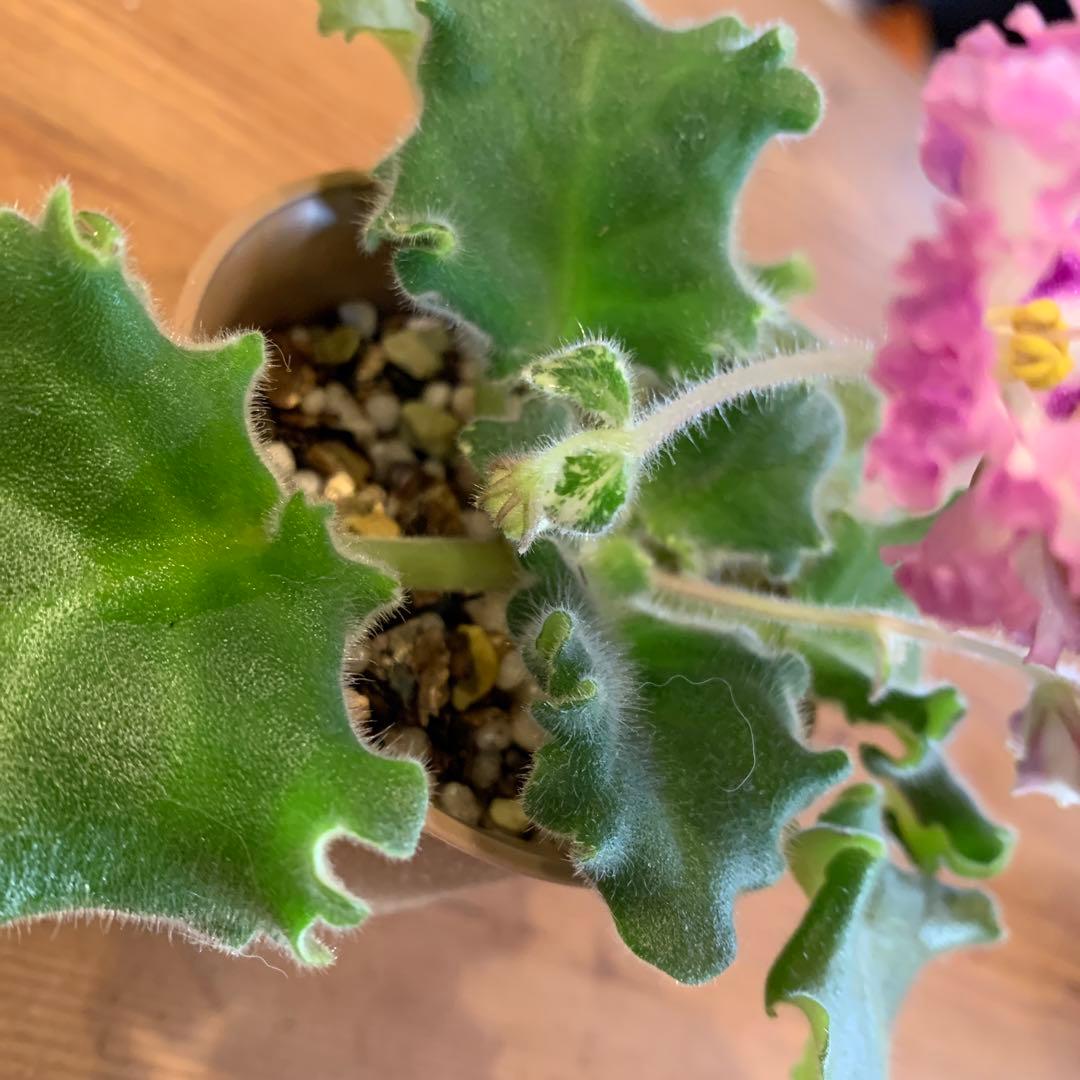 セントポーリア　Zaca's ette 開花株 縞花　希少品種