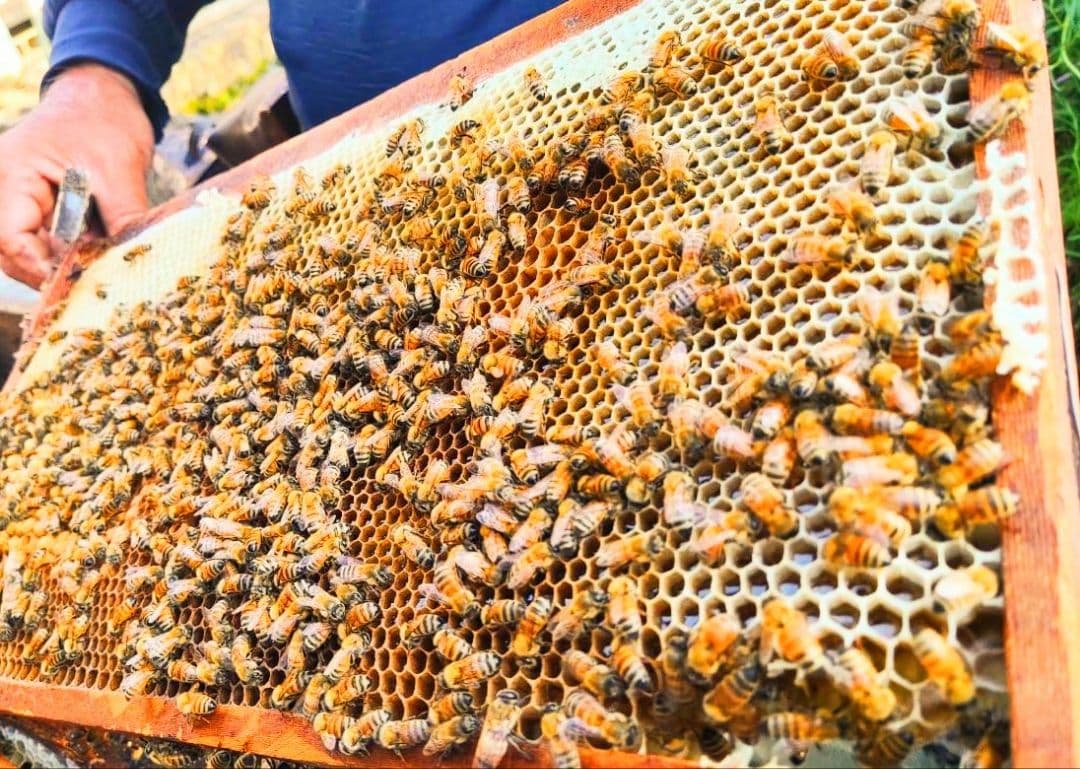 ひろ様用　百花蜜　1000g✕３個