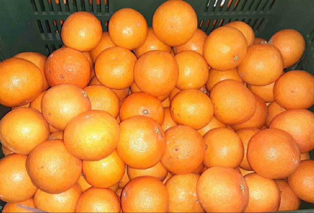 はちべ　愛媛県産　家庭用　愛果28号　柑橘　15kg