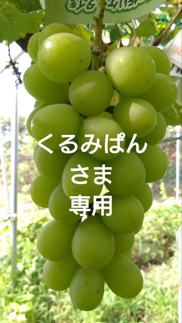 【くるみぱんさま専用】シャイン2箱分