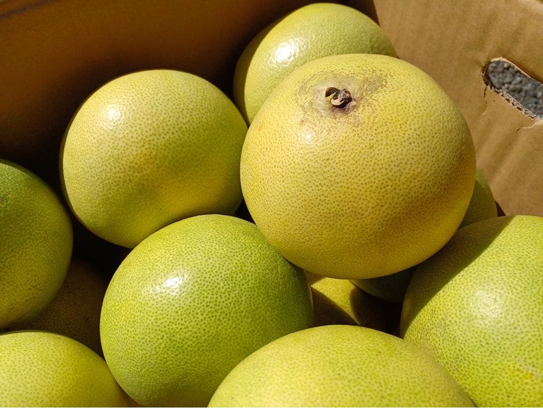 高知産　水晶文旦 約9キロ　ご家庭用