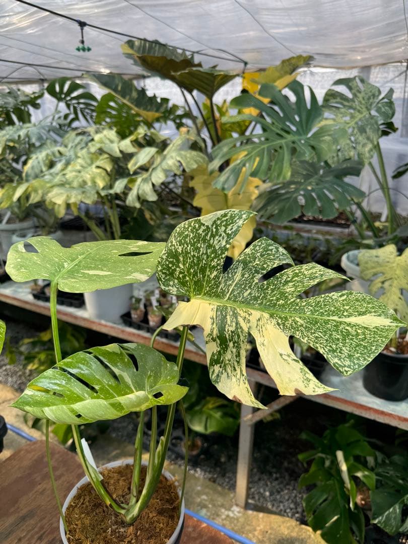 ロ*イ様 1モンステラ　タイコンステレーション　スターライト