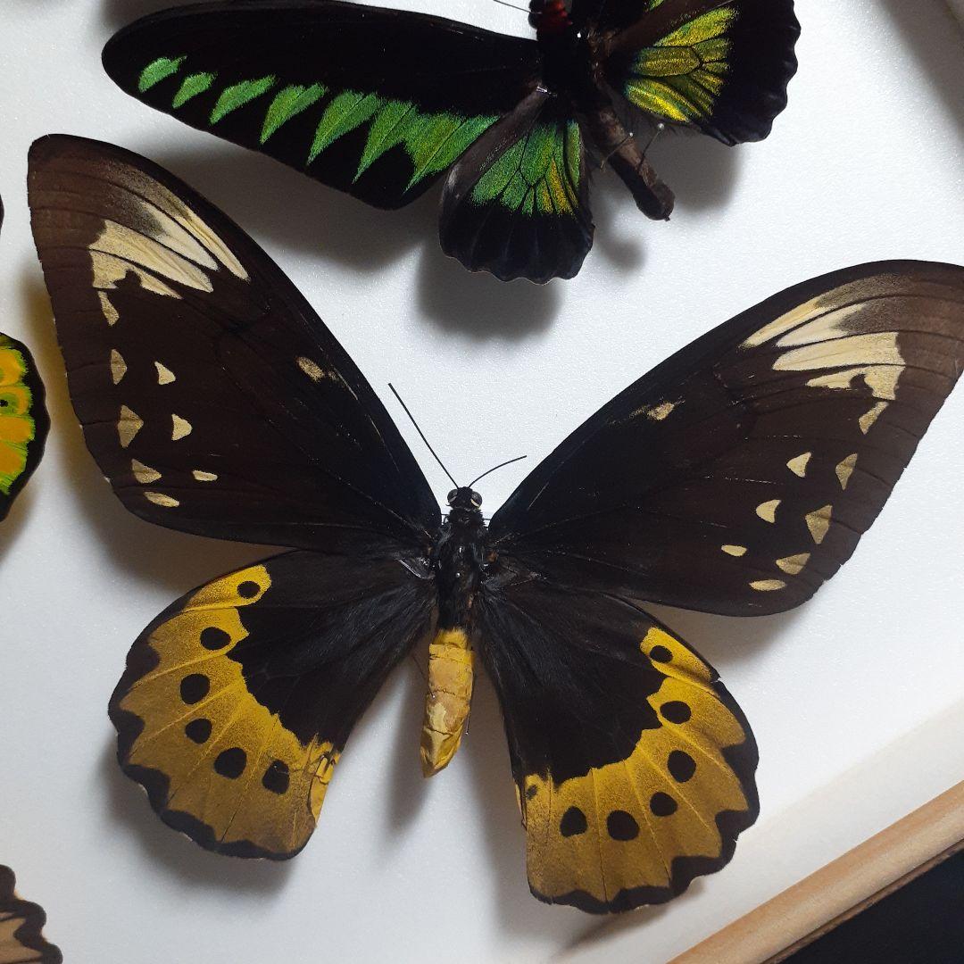 蝶標本　トリバネアゲハ、オオルリアゲハなど19種37頭　大型ドイツ標本箱２箱入り