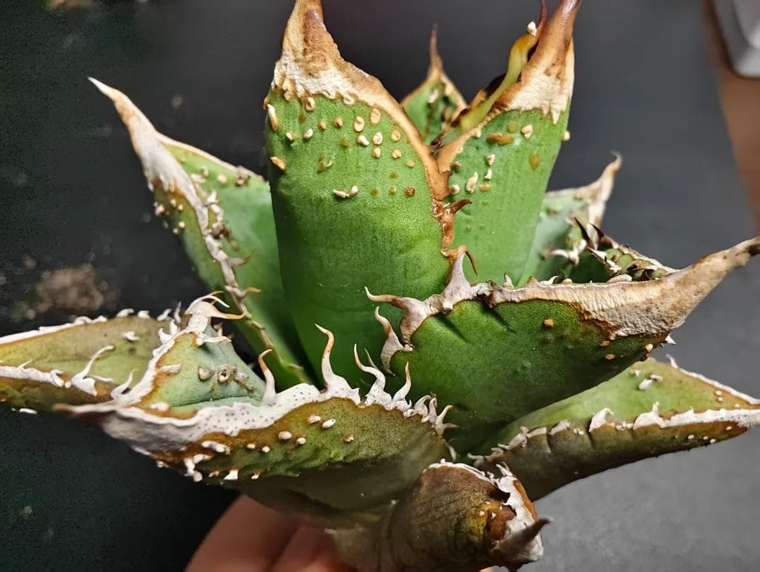 杉*山様 アガベ チタノタ 麻花龍 極上強棘 美株 ブツブツ コレクシ Lize