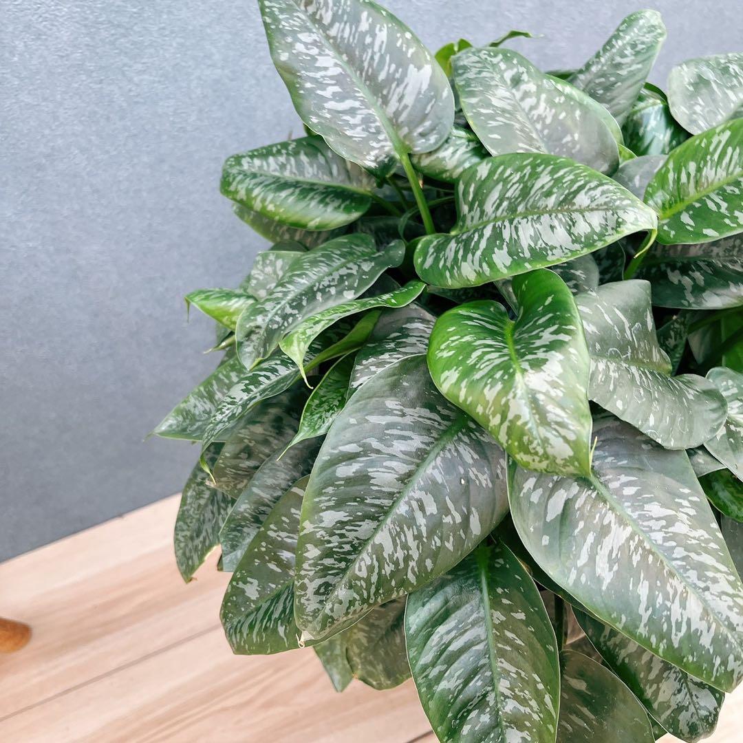 ［現品］7番　スキスマトグロッティス　スコルテクニー　8号　観葉植物　レア