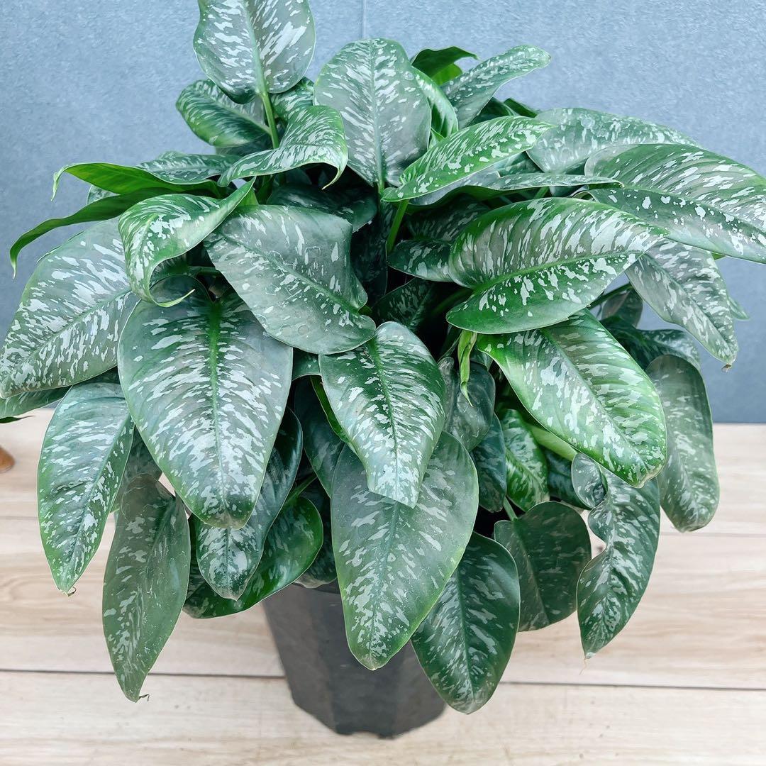 ［現品］7番　スキスマトグロッティス　スコルテクニー　8号　観葉植物　レア