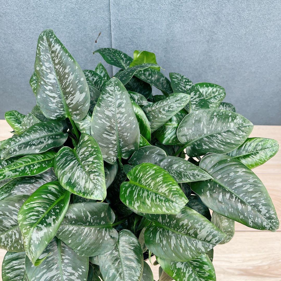 ［現品］7番　スキスマトグロッティス　スコルテクニー　8号　観葉植物　レア