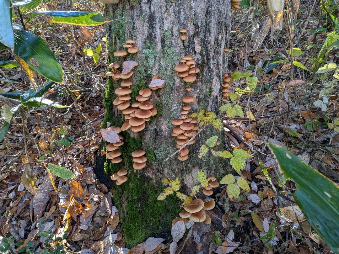 11/20採れ　天然なめこ3kg