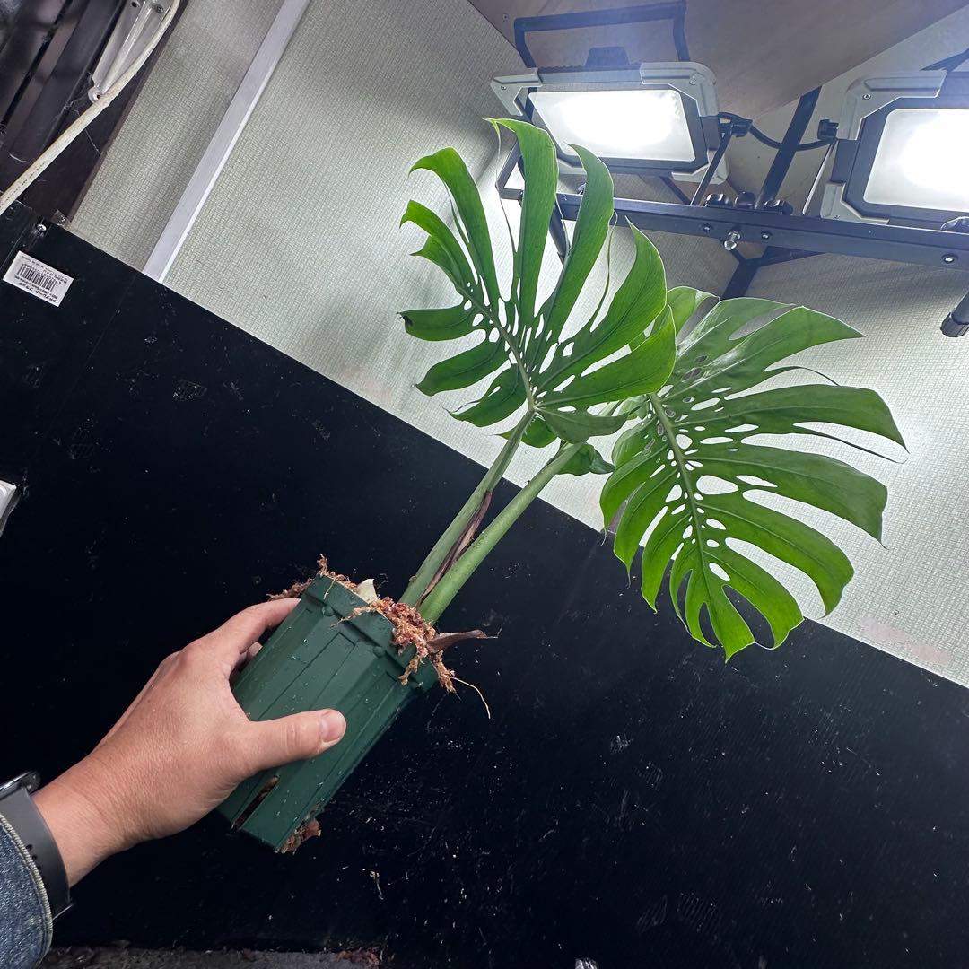 a*i様 モンステラデリシオーサマクロコズム超希少系統鉢植え61㎝
