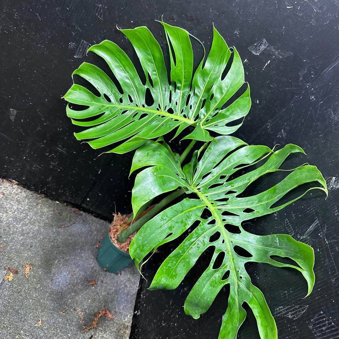 a*i様 モンステラデリシオーサマクロコズム超希少系統鉢植え61㎝