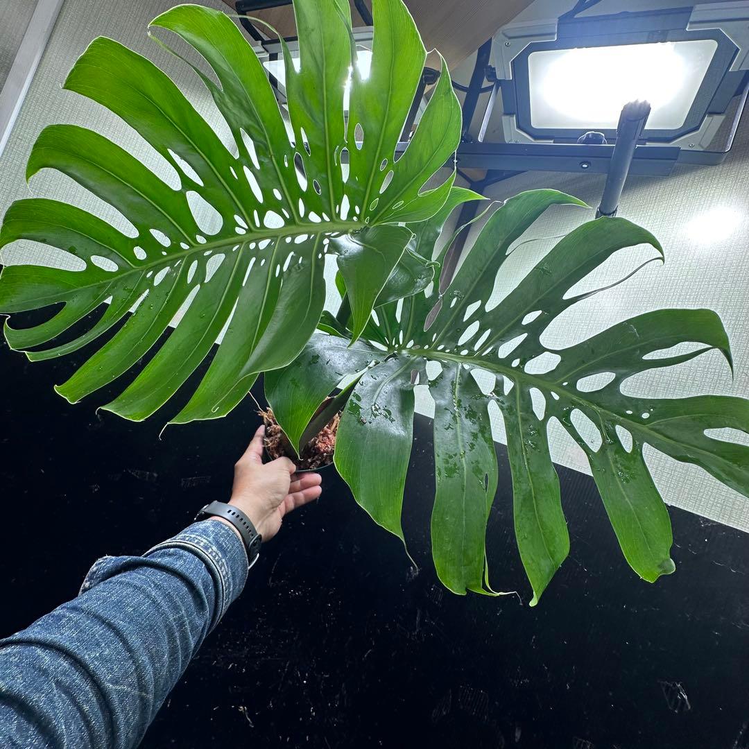 a*i様 モンステラデリシオーサマクロコズム超希少系統鉢植え61㎝