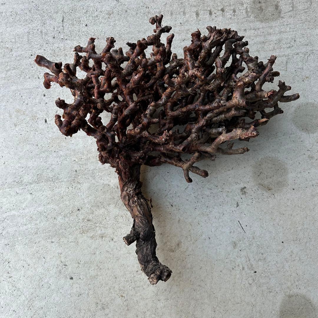 カ*】様 ペラゴニウム ミラビレ 未発根 到着新鮮株！！