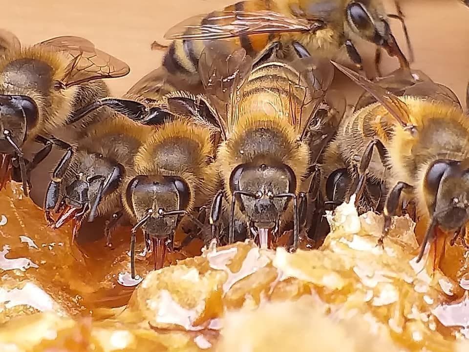 プロが絞った濃厚な味わいの国産百花蜜 　梅酒瓶入り　おまけ付　生産者価格で大放出