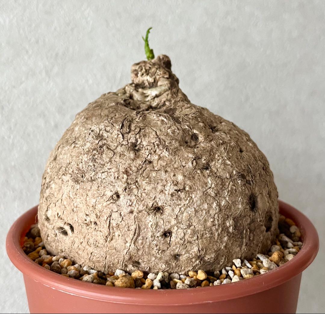 【激レア/極美/大株/塊根植物】アデニア ペナンギアナ 鉢植え