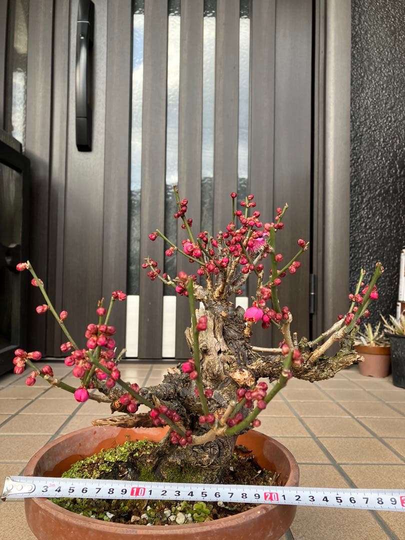 緋梅盆栽　超極太　樹齢30年位　★超大特価 滅多に出ない極上品 早いもの勝ち★