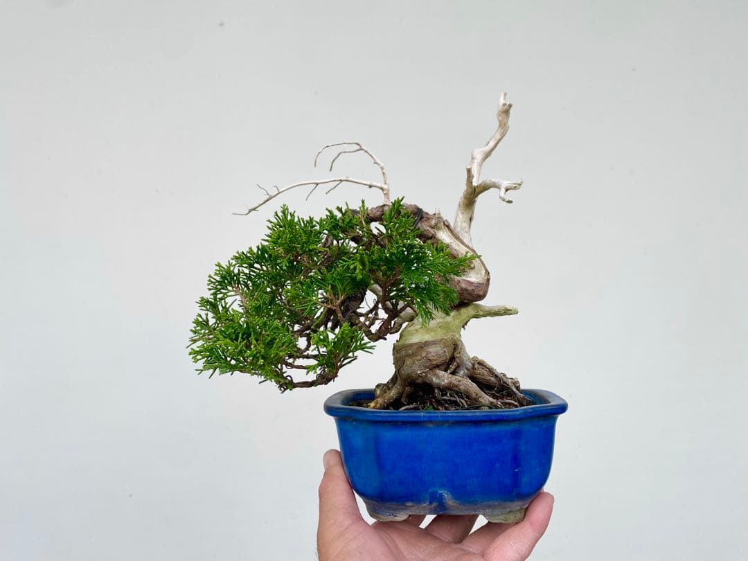 糸魚川真柏　白木盆栽園　樹高22センチ盆栽黒松赤松五葉松観葉植物しんぱく小品盆栽