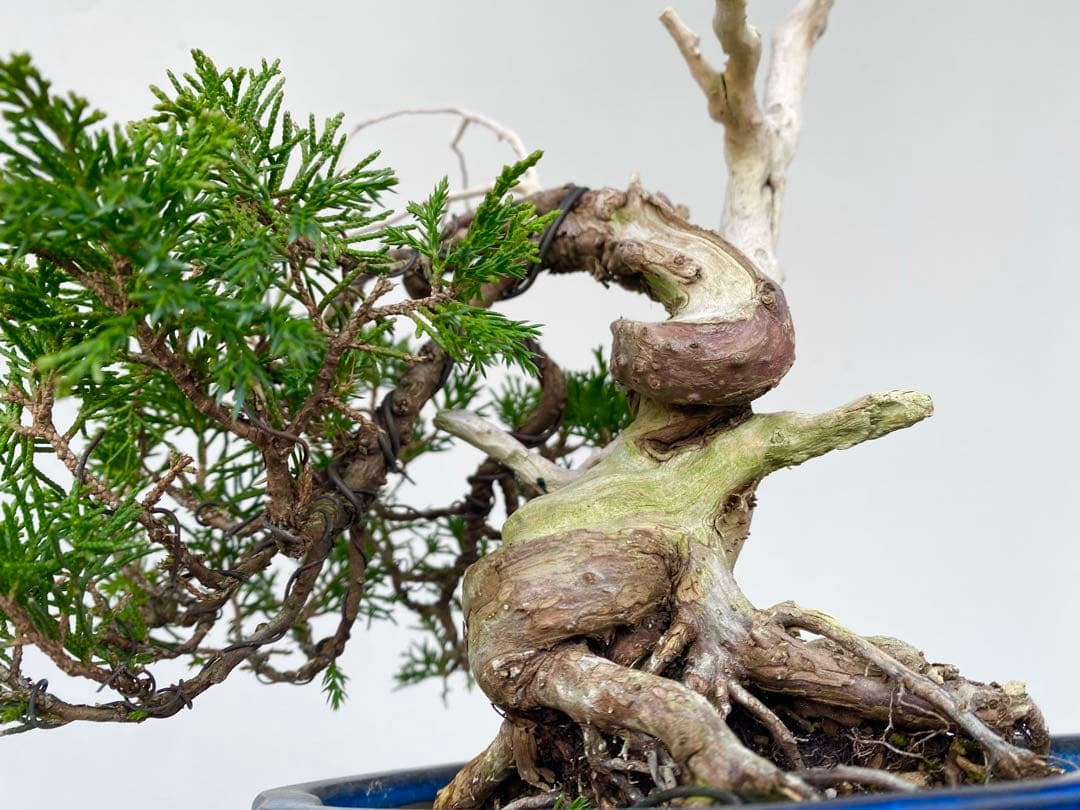 糸魚川真柏　白木盆栽園　樹高22センチ盆栽黒松赤松五葉松観葉植物しんぱく小品盆栽