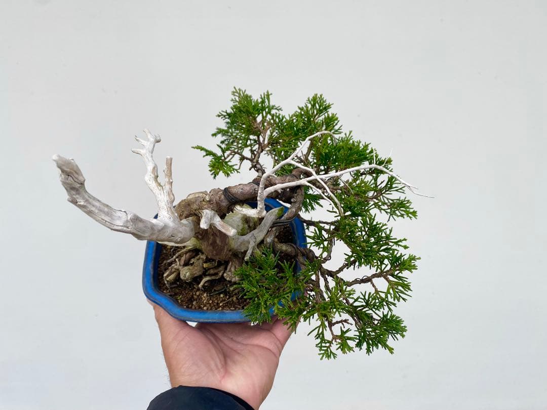 糸魚川真柏　白木盆栽園　樹高22センチ盆栽黒松赤松五葉松観葉植物しんぱく小品盆栽
