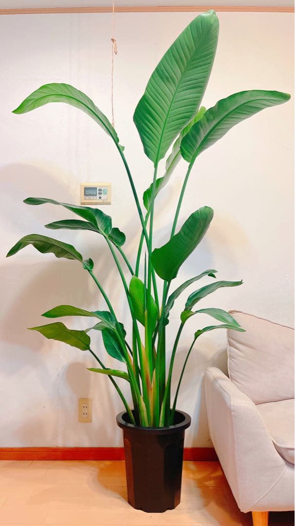 激安！　ストレチア　オーガスタ A 大型❗️ 177センチ　10号鉢 観葉植物