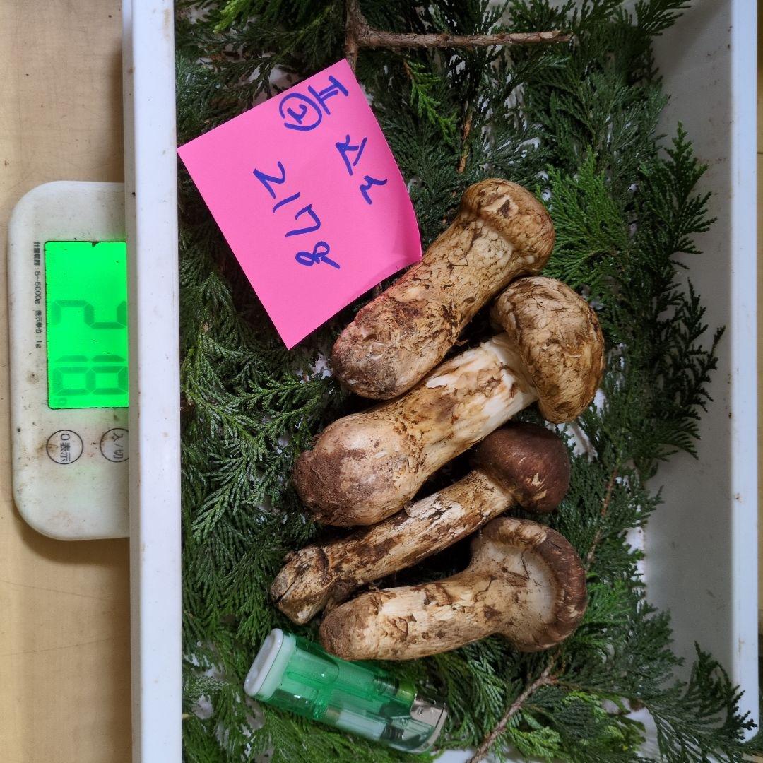 和歌山松茸 　新鮮朝市　込み込み　217㌘