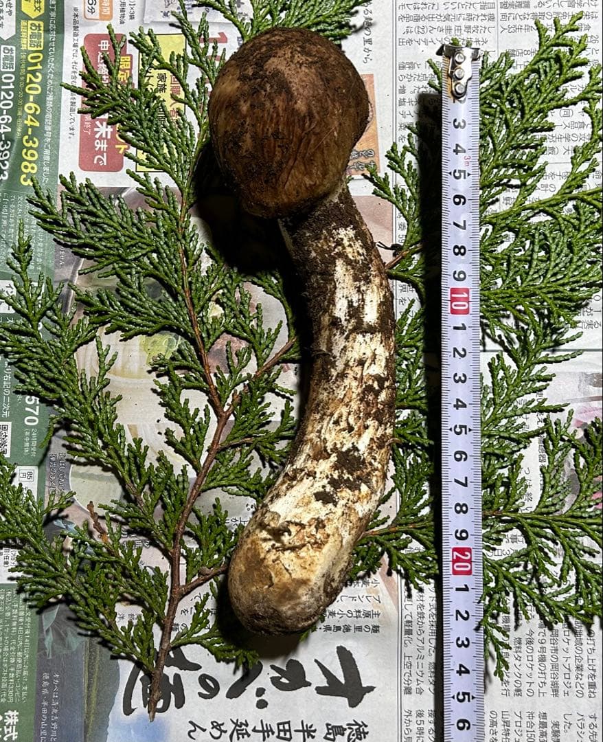 ☆信州産松茸☆ツボミの20センチオーバー冷凍松茸、約150グラム☆国産松茸☆⑳☆