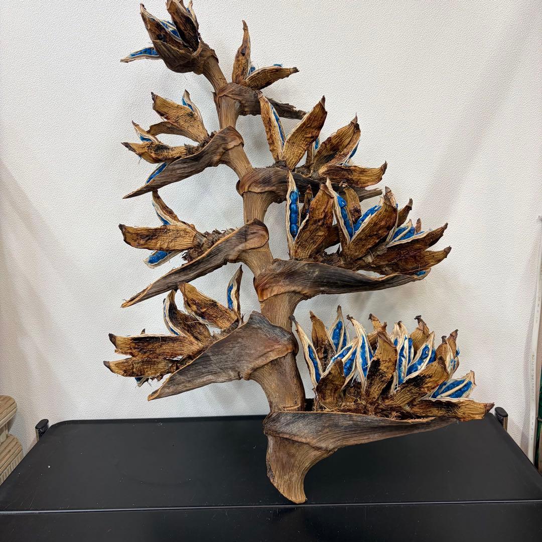 旅人の木A級品　8節