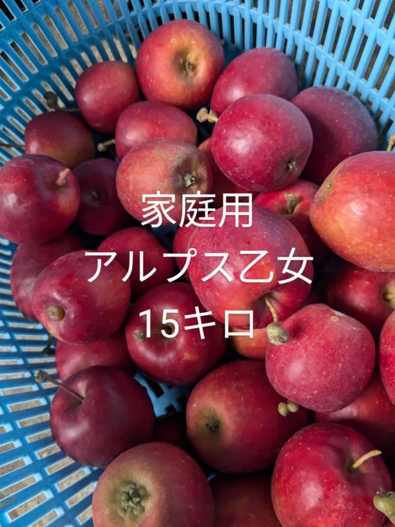 アルプス乙女15キロ