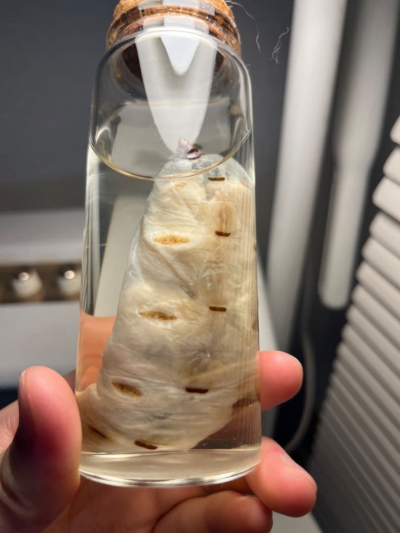 【液浸珍々】シロアリの女王標本 超巨大 液浸標本 昆虫標本 パラポネラ