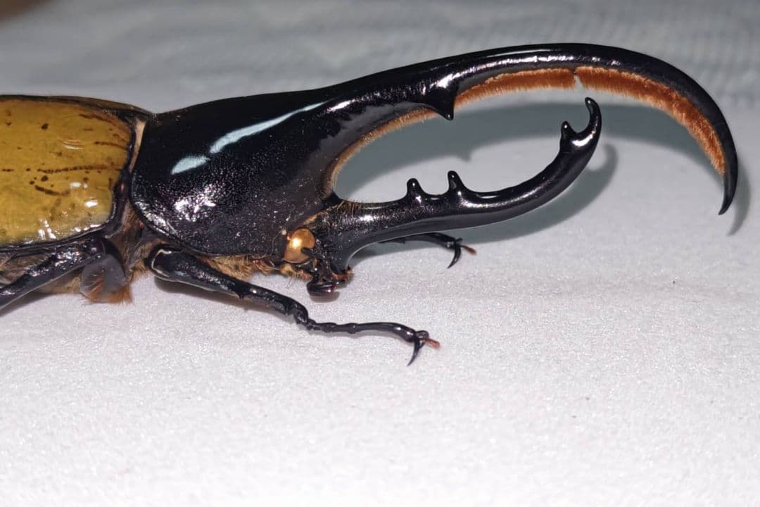 ヘラクレスオオカブト モリシマイ 標本