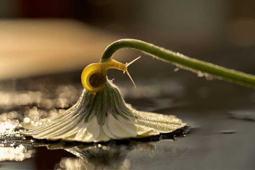 る*中様 【美品】NIKKOR Z MC 105mm f/2.8 VR S マク